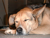 Auf den Hund gekommen (Rambo in Ruhestellung)